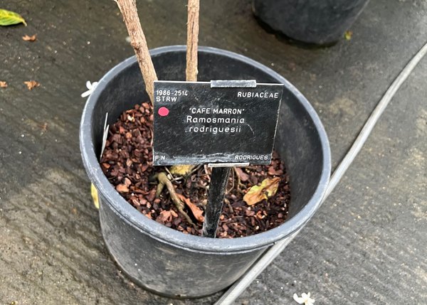 Der Pflanzen Messias, Royal Botanical Garden Kew, London, England, Cafe Marron Ramosmania rodriguesii, Lubera