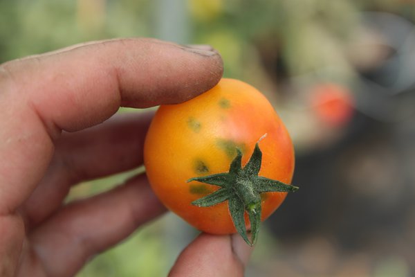 Gourmet-Tomate 'Isis Candy Cherry' (Solanum lycopersicum)