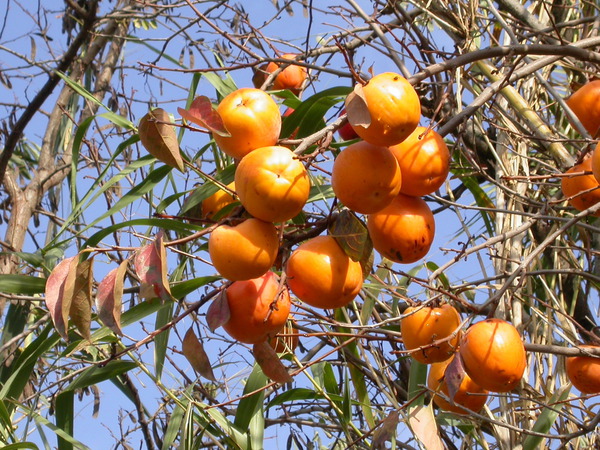 Kakibaum pflanzen pflegen schneiden Lubera Kulturanleitung Kaki-Hybride Nikitas Gift