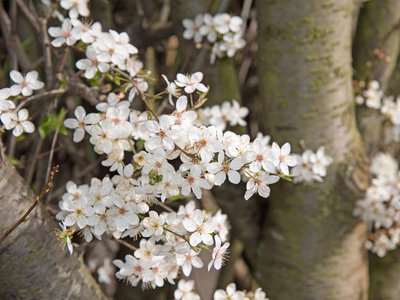 Kirschpflaume (Prunus cerasifera) - Pflege, Schneiden