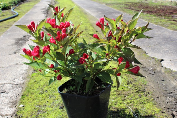 Weigelie 'All Summer Red' starke blhende Pflanze im 5 L Topf