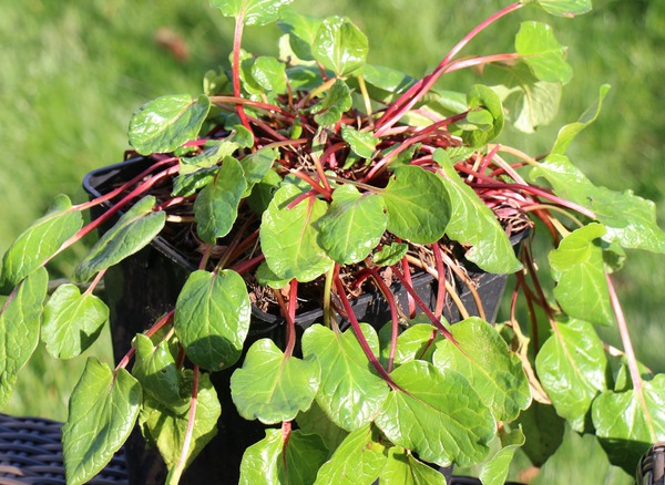 Rhabarber Lowberry Lilibarber (Rheum rhabarbarum)