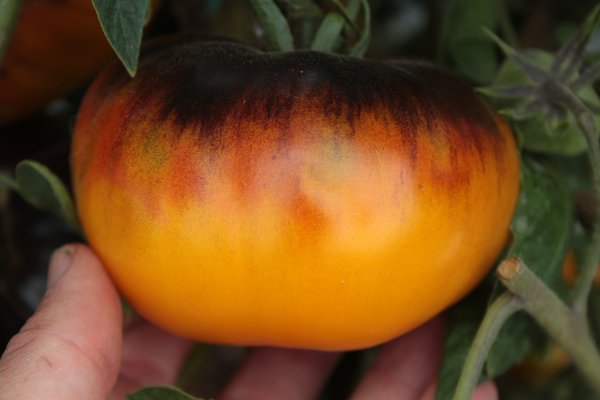 Heirloom Tomate Lucid Gem (Solanum lycopersicum)