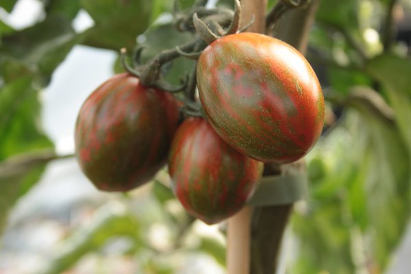 Gourmet-Tomate 'Mlange' (Solanum lycopersicum)