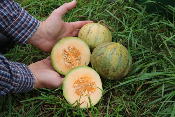 Melonen pflegen Cantaloupe-Zuckermelone Charentais