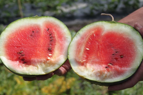 Melonen pflegen Rote Wassermelone Blacktail Mountain