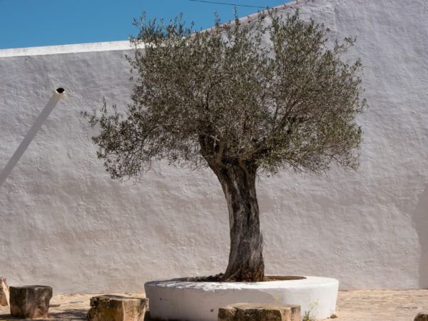 Olivenbaum Rckschnitt - das richtige Zurckschneinden fhrt zu einer ausgeglichen proportionalen Krone