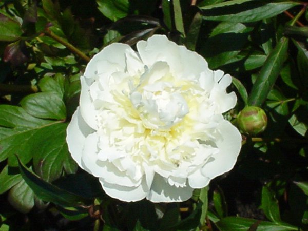 Paeonia x lactiflora Duchesse de Nemours, Pfingstrosen in der Vasen
