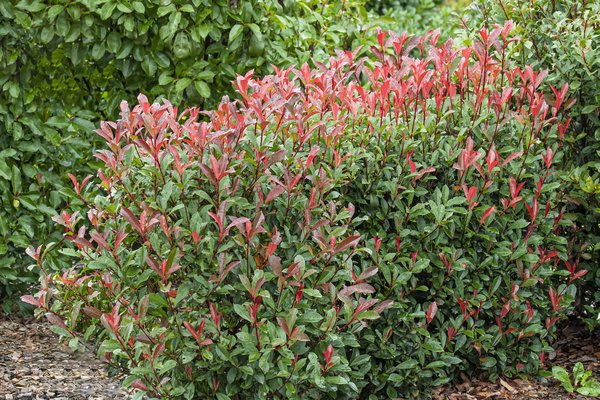 Glanzmispel 'Carr Rouge', Photinia fraseri 'Carr Rouge'