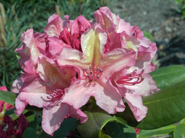 Rhododendron 'Brasilia'