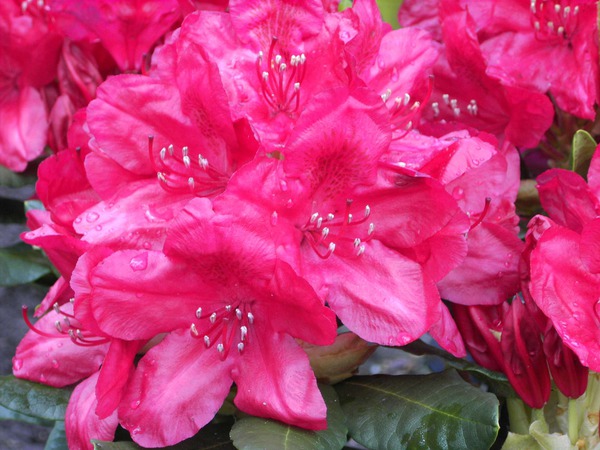 Rhododendron Hybride 'Hachmann's Feuerschein' (S)