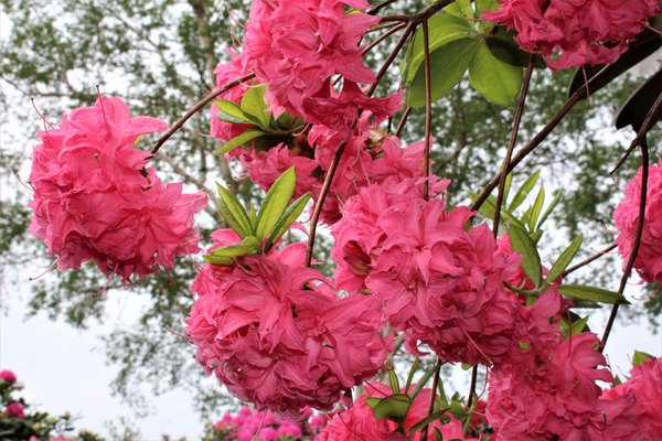 Rhododendron luteum 'Homebush' rosa Blte