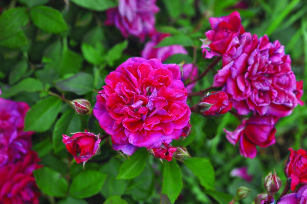 Rose Crimson Winterjewel, Zwergrosen pflanzen