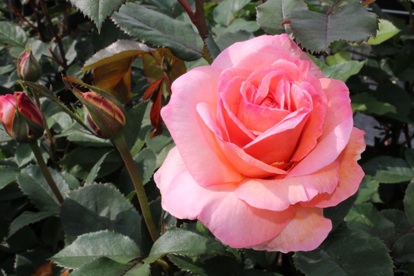 Rose Belle du Seigneur