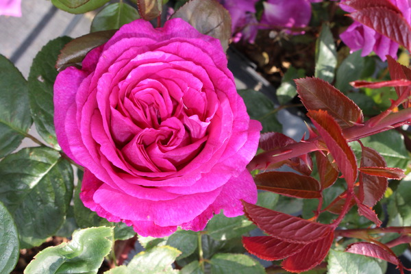 Rose Chartreuse de Parme