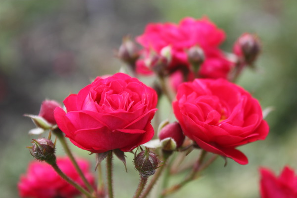 Rosenpflege mit Effektiven Mikroorganismen Kletterrslein Roseasy Just Lubera