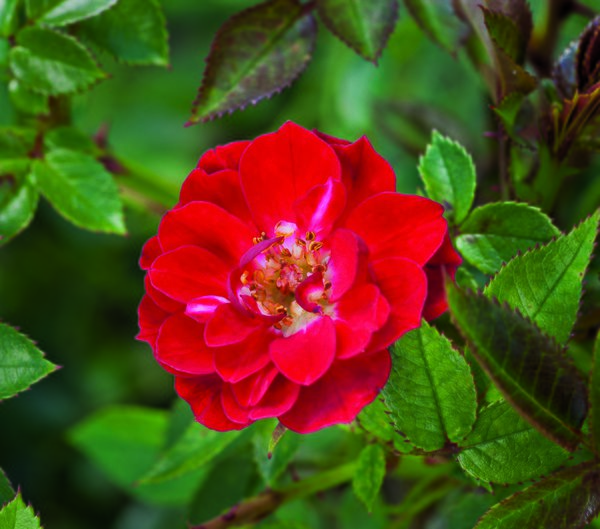 Rose Fiery Pixie 1, Zwergrosen pflanzen