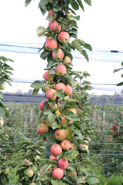 Sulenapfel schneiden Sulenapfelbaum Malini Mannequin Lubera