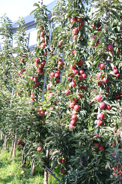 Sulenbaum schneiden Sulenapfelbaum Malini Topmodel Lubera
