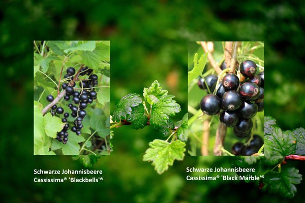 Selbstversorgerset Schwarze Johannisbeeren 'Profiertrag', 4x Cassissima 'Blackbells' und 4x Cassissima 'Black Marble'