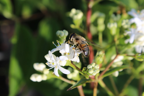 Weie Blte des Heptacodium miconioides mit einer Biene