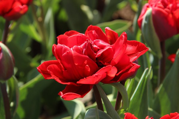 Gefllte Tulpe 'Red Princess', 'Tulipa Red Princess'