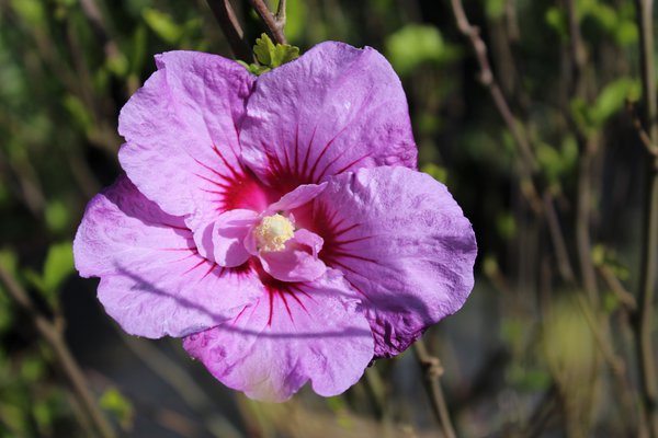 Hibiskus, Eibisch 'Lavender Chiffon' (Hibiscus syriacus 'Lavender Chiffon')