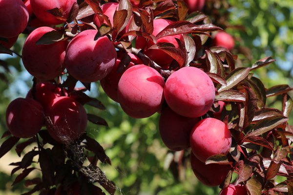 Zwetschgenbaum pflanzen Japanische Pflaume, Blutpflaume Hollywood Original Prunus salicina Lubera