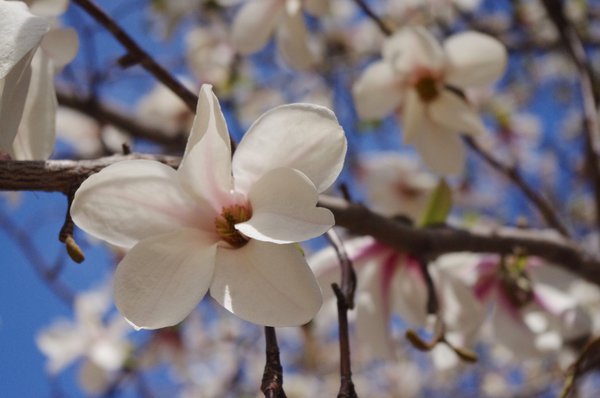 Magnolie, Kobushi-Magnolie (Magnolia kobus)