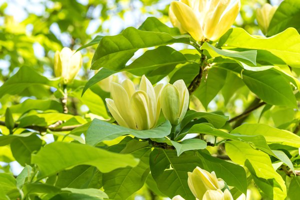 Magnolie 'Yellow Lantern', Magnolia, Gurkenmagnolie