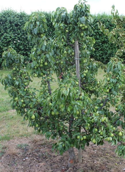 Birnbaum pflanzen, pflegen und schneiden, Mini Birnbaum Little Sweety Lubera