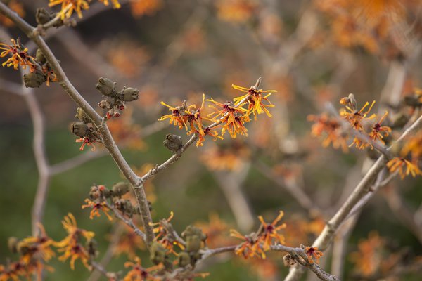 Pflanzen die im Winter blühen Zaubernuss, Hamamelis intermedia Aphrodite Lubera