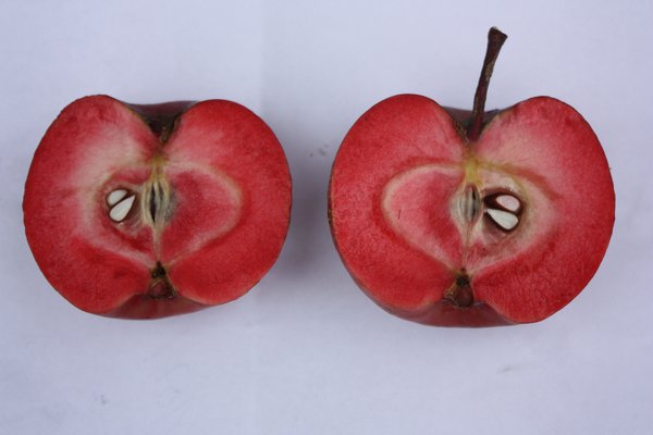 Rotfleischiger Apfel Redlove Calypso