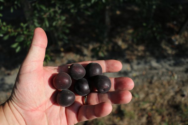 Robustikose Campanere (Prunus x dasycarpa)