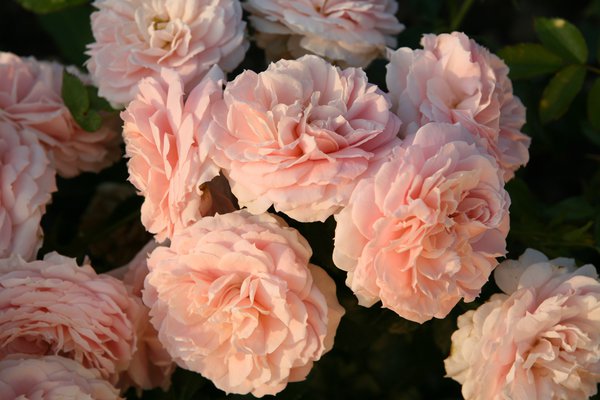 Rose Cremosa, rosen im topf