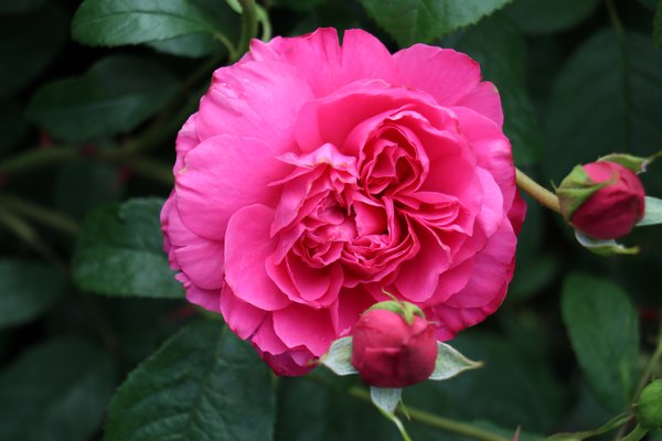 Rose Saint-Exupery