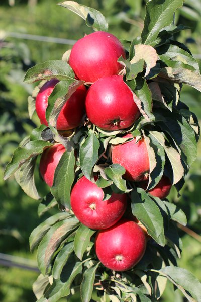 Sulenapfel schneiden Sulenapfelbaum Malini Gracilis Lubera