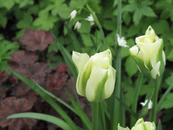 Viridiflora tulpe grne Tulpe Spring Green Lubera