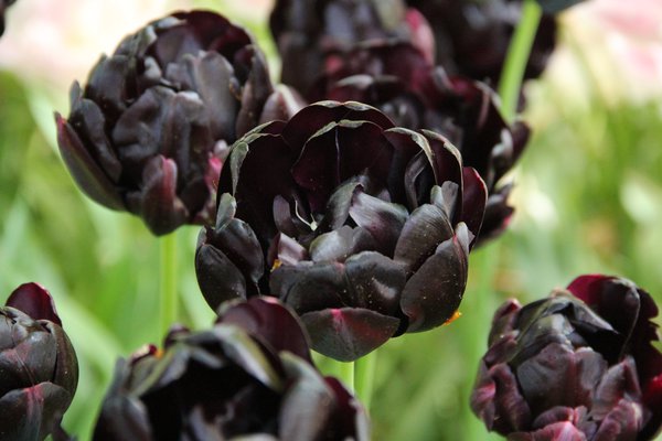Tulpen vermehren Gefllte Tulpe Black Hero Lubera