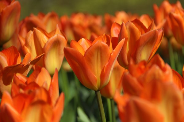 Tulpen vermehren Fosteriana Tulpe Orange Emperor Lubera
