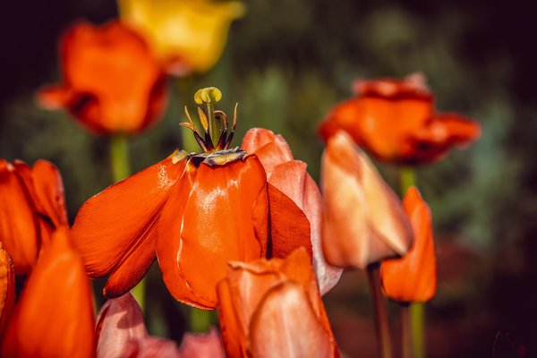 Tulpe verblht Tulipa