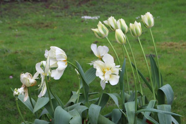 Blumenzwiebeln, Zwiebelblumen, Tulpe, Tulpen Sorten:  Gefllte Tulpe
