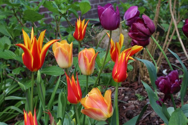 Blumenzwiebeln im Topf und Kbel, Blumenzwiebel Kombinationen, Tulpen Sorten Fly Away, Salmon Dynasty, Purple Prince