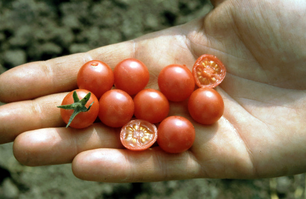 Tomatenpflanzen, Wildtomate Rote Murmel auf Hand, Lubera