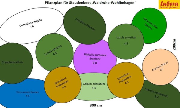 Staudenbeet Pflanzplan Waldruhe-Wohlbehagen, Lubera