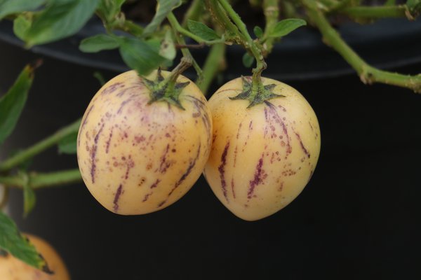 Pepino pflanzen - Frucht