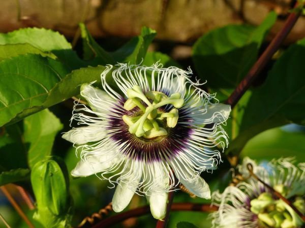 Passiflora edulis Passionsblume überwintern