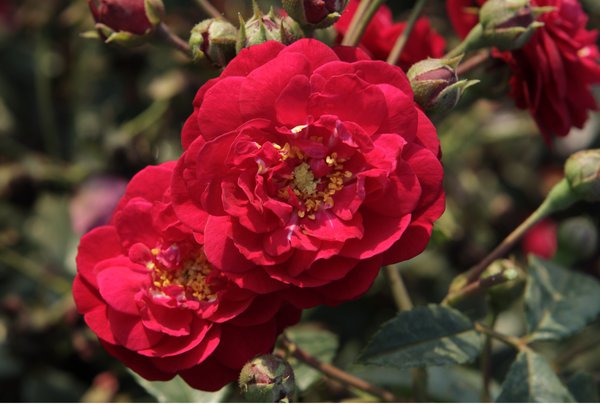 Starlet Rose Lola, Kletterrosen pflanzen