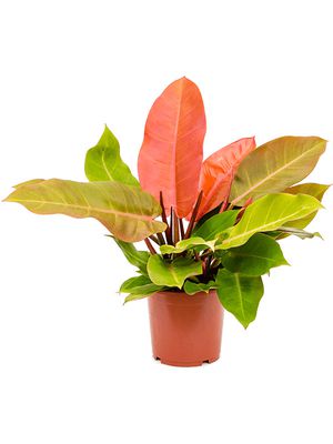 Philodendron 'Prince of Orange', Busch, im 17cm Topf, Hhe 40cm, Breite 25cm