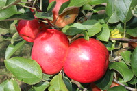 Dealbild 1